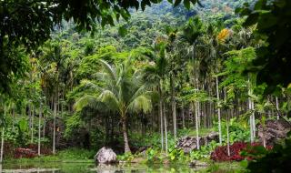 热带雨林为人类提供了哪些资源 热带雨林的作用